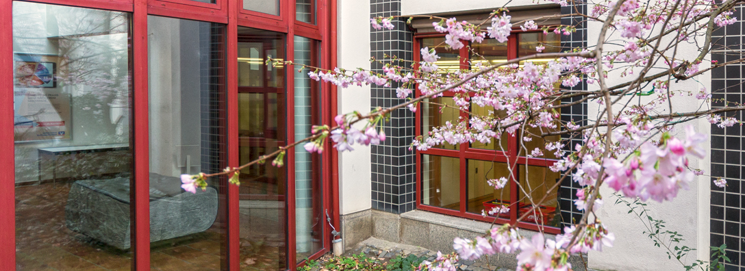 Blühender Baum an der Bibliothek Alte Münze, Foto: Barbara Mönkediek / Universitätsbibliothek